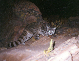 Illustration for article titled Caturday - Leopardus jacobita Edition